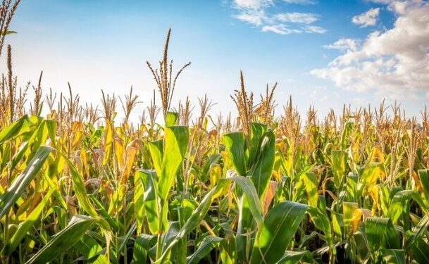 Combate ao percevejo barriga-verde no milho começa na lavoura de soja