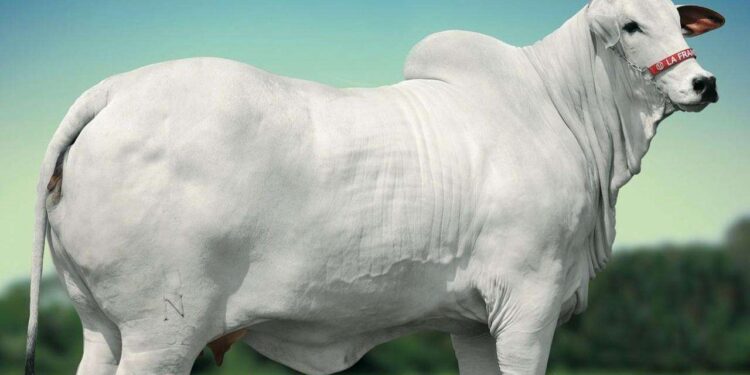 Flamboyant Agropecuária se destaca no Leilão Nelore Mônica