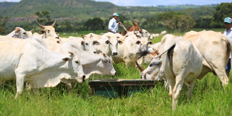 Manejo do cocho melhora a lucratividade da fazenda