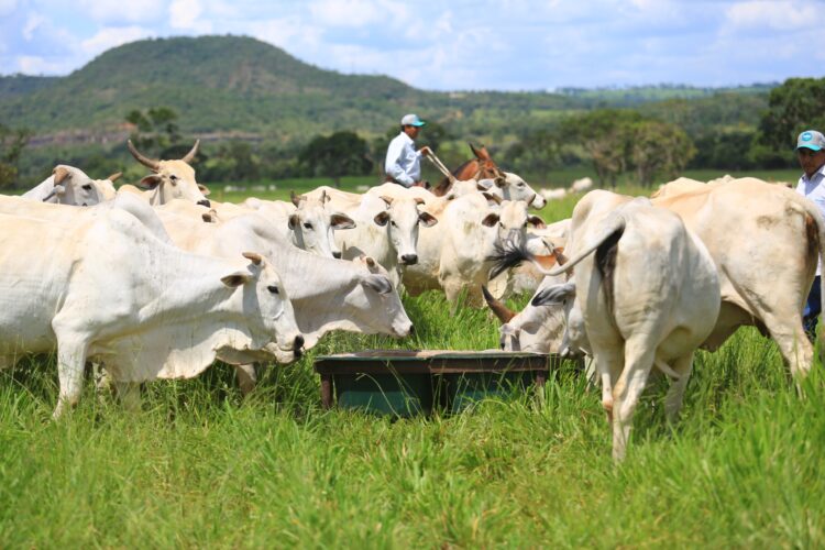 Manejo do cocho melhora a lucratividade da fazenda