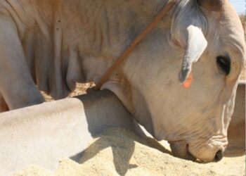 Terminação intensiva a pasto impulsiona eficiência produtiva da pecuária