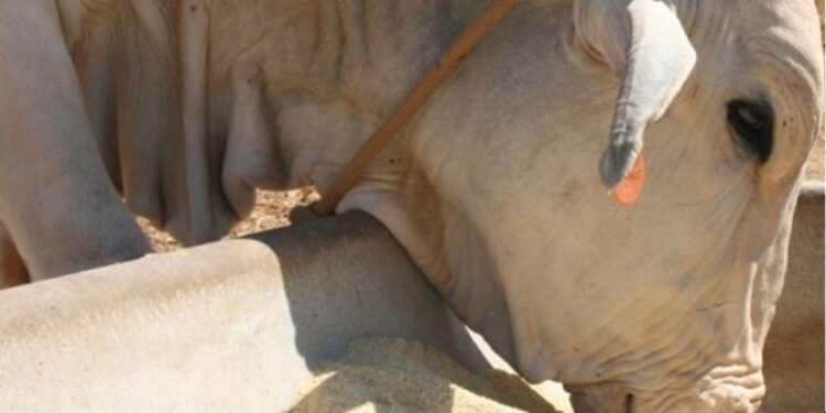 Terminação intensiva a pasto impulsiona eficiência produtiva da pecuária