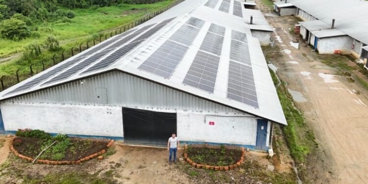 70% das granjas da Seara utilizam energia solar