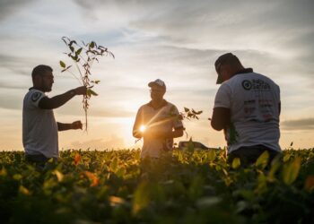 Clima ajuda e Goiás pode ter produtividade histórica em safra de soja