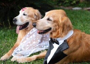 Empresa goiana oferece acompanhamento de pets em casamentos