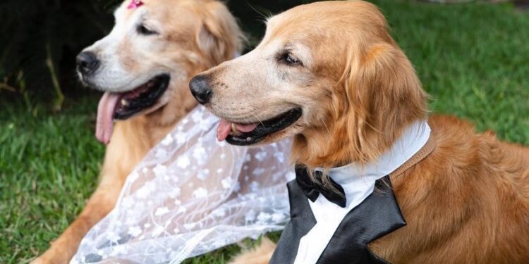 Empresa goiana oferece acompanhamento de pets em casamentos