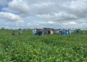 Fundação MT instala vitrine de cultivares no extremo norte
