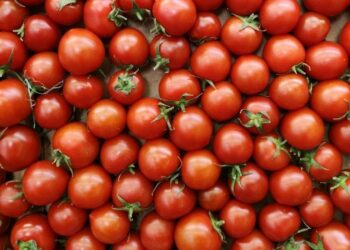 Indústria de atomatados ganha com práticas sustentáveis