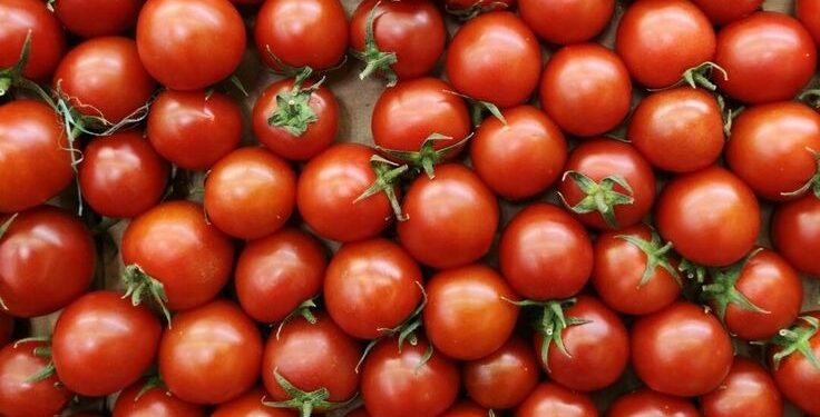 Indústria de atomatados ganha com práticas sustentáveis