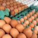 JBS estreia no setor de ovos com compra de maior produtora do País