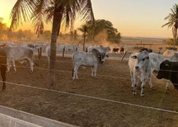 Confinamento Pontal inaugura nova sede em Jaraguá (GO)