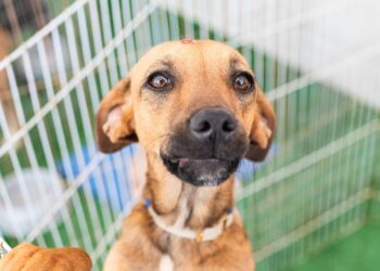 Passeio das Águas Shopping realiza o primeiro Adota Pet do ano