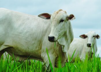 Pecuária de MT comemora resultados positivos de 2024