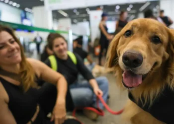 RG pet? Animais domésticos terão cadastro nacional