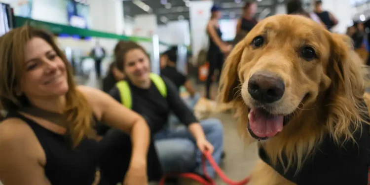 RG pet? Animais domésticos terão cadastro nacional