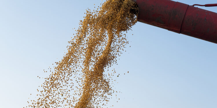 Supersafra de grãos 2024/25: Por que a armazenagem será o grande desafio?