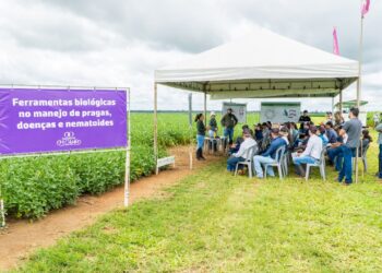 Fundação MT apresenta soluções para pragas e doenças da soja