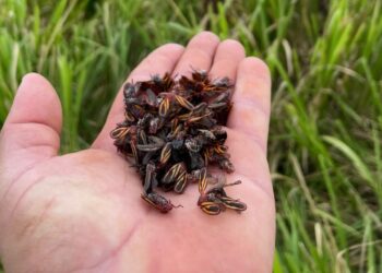 IHARA apresenta métodos para controlar a cigarrinha e garantir produtividade