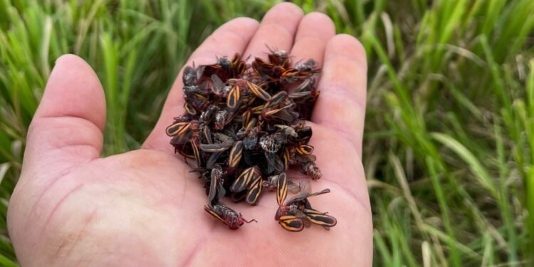 IHARA apresenta métodos para controlar a cigarrinha e garantir produtividade