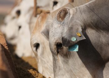 MFG Agropecuária conquista certificação internacional de bem-estar animal