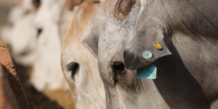 MFG Agropecuária conquista certificação internacional de bem-estar animal