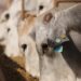 MFG Agropecuária conquista certificação internacional de bem-estar animal