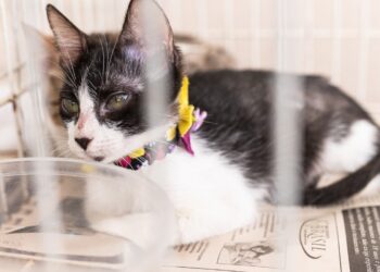 Passeio das Águas Shopping recebe a 2º Adota Pet do ano