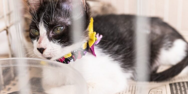 Passeio das Águas Shopping recebe a 2º Adota Pet do ano