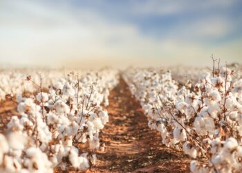 Safra do algodão 24/25 segue em ritmo acelerado