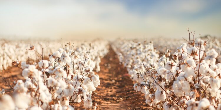 Safra do algodão 24/25 segue em ritmo acelerado