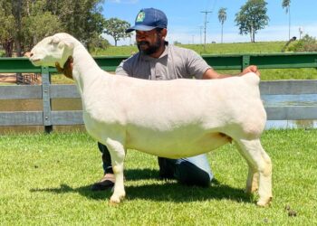 4º Festival do Cordeiro consolida Hidrolândia como polo da ovinocultura