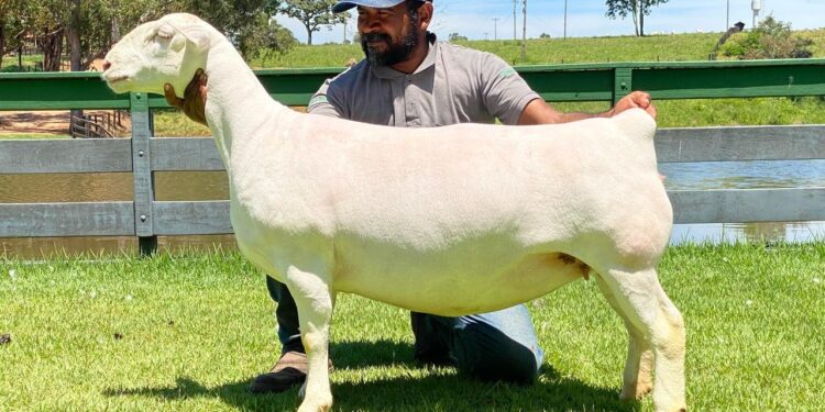 4º Festival do Cordeiro consolida Hidrolândia como polo da ovinocultura