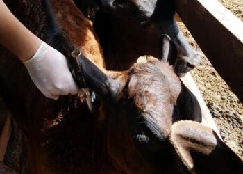 Antirrábica em bovinos e bubalinos alcança 99% em municípios goianos