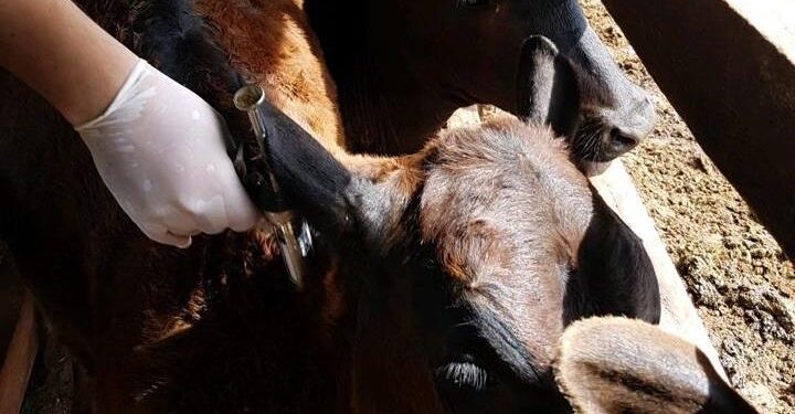 Antirrábica em bovinos e bubalinos alcança 99% em municípios goianos