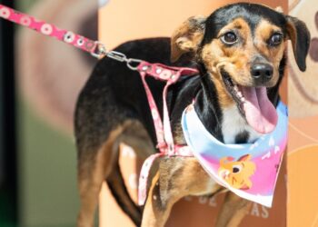 Passeio das Águas Shopping realiza o ‘Adota Pet’, evento voltado para o incentivo à adoção responsável