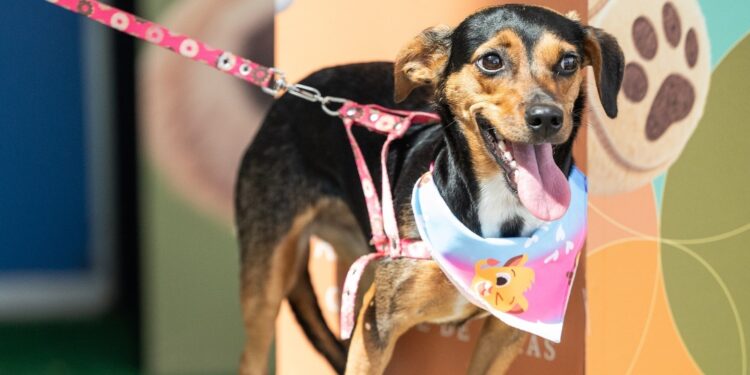 Passeio das Águas Shopping realiza o ‘Adota Pet’, evento voltado para o incentivo à adoção responsável