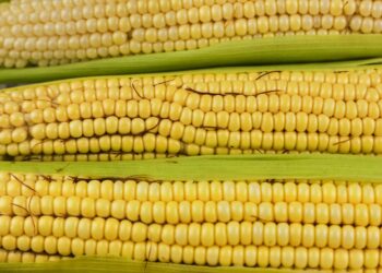 Dia Internacional do Milho: cereal cada vez mais presente na mesa dos brasileiros