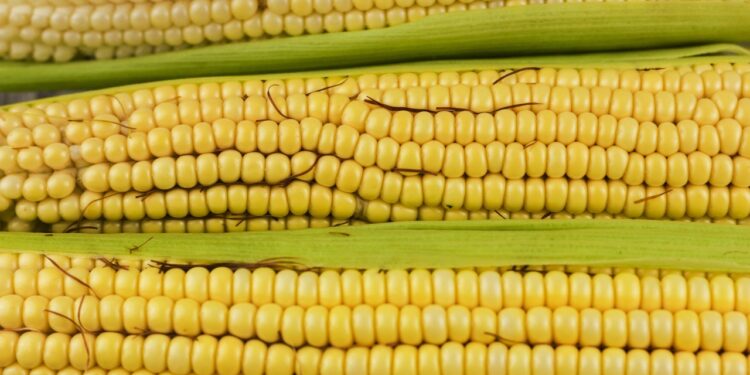 Dia Internacional do Milho: cereal cada vez mais presente na mesa dos brasileiros