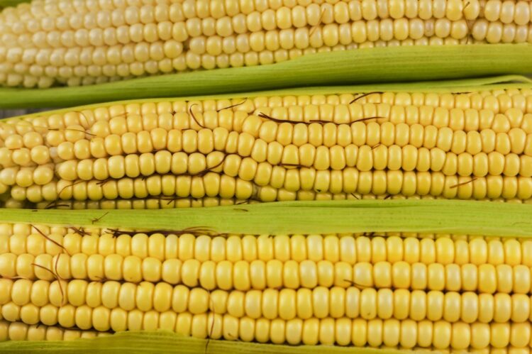 Dia Internacional do Milho: cereal cada vez mais presente na mesa dos brasileiros