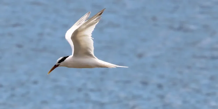 México registra primeiro caso de nova gripe aviária em humanos