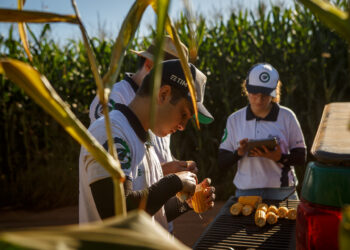 MT, MS e GO recebem técnicos do Rally da Safra para avaliar milho segunda safra