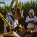 MT, MS e GO recebem técnicos do Rally da Safra para avaliar milho segunda safra