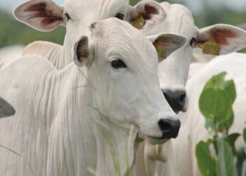 CEUB investiga normas contra maus-tratos em abatedouros