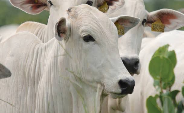 CEUB investiga normas contra maus-tratos em abatedouros