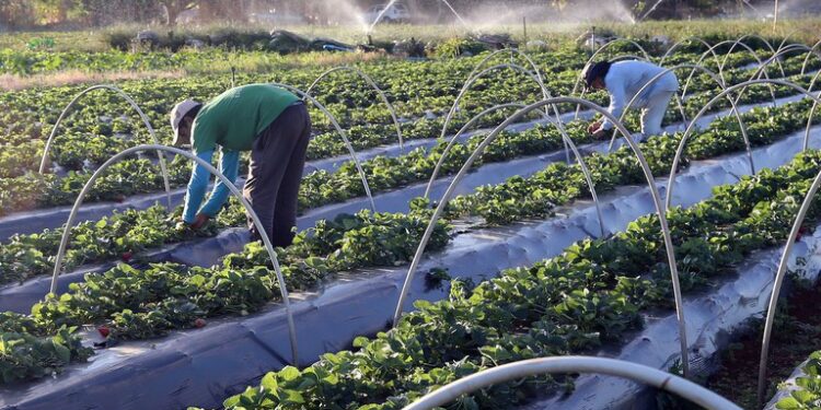 Caixa destina R$ 50 milhões para a agricultura regenerativa