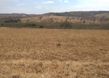 Expansão agropecuária pode ocorrer sem novos desmatamentos, aponta UFG