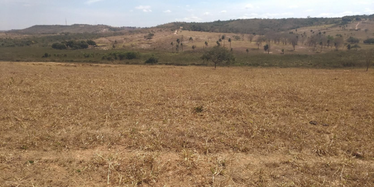 Expansão agropecuária pode ocorrer sem novos desmatamentos, aponta UFG