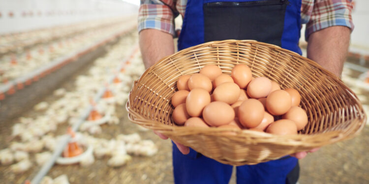 Pesquisa do CEUB investiga bem-estar das galinhas poedeiras