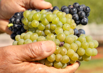 5ª Feira Nacional da Uva e do Vinho de Brasília será em agosto