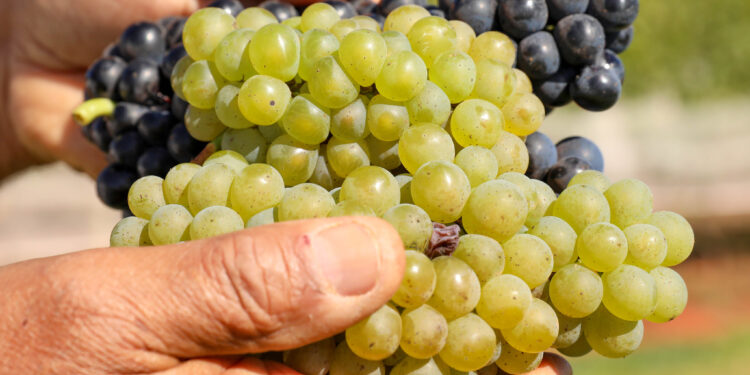 5ª Feira Nacional da Uva e do Vinho de Brasília será em agosto